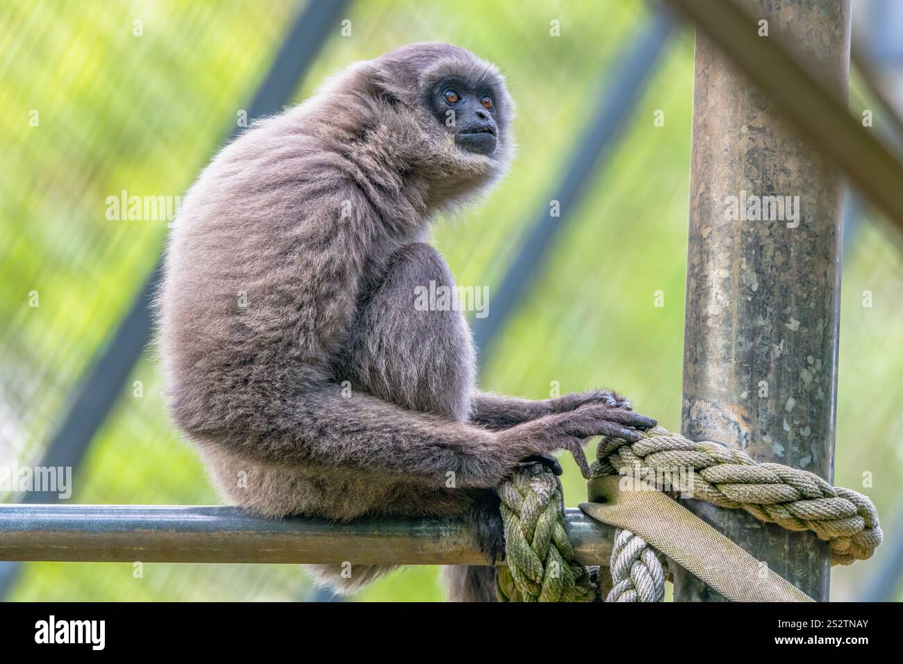I gibboni argentati sono sulla lista in pericolo e si trovano solo nella natura selvaggia dell'isola indonesiana di Giava. Foto Stock