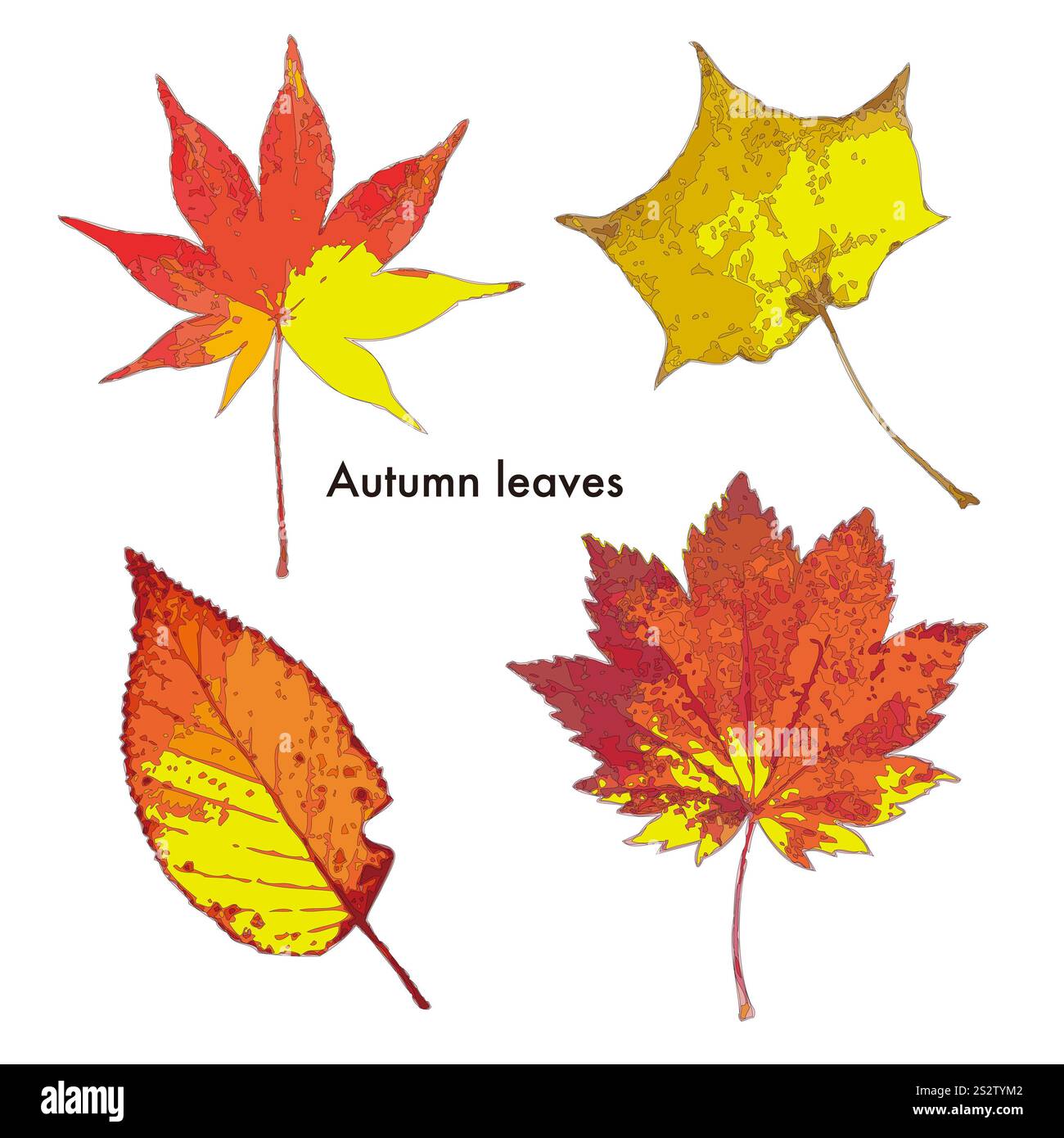 Quattro tipi di foglie autunnali Foto Stock