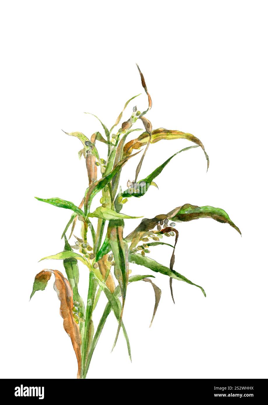 Clip art del campo di grano saraceno dipinto ad acquerello, sfondo bianco Foto Stock