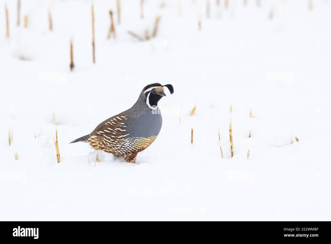 Quaglia in movimento Foto Stock