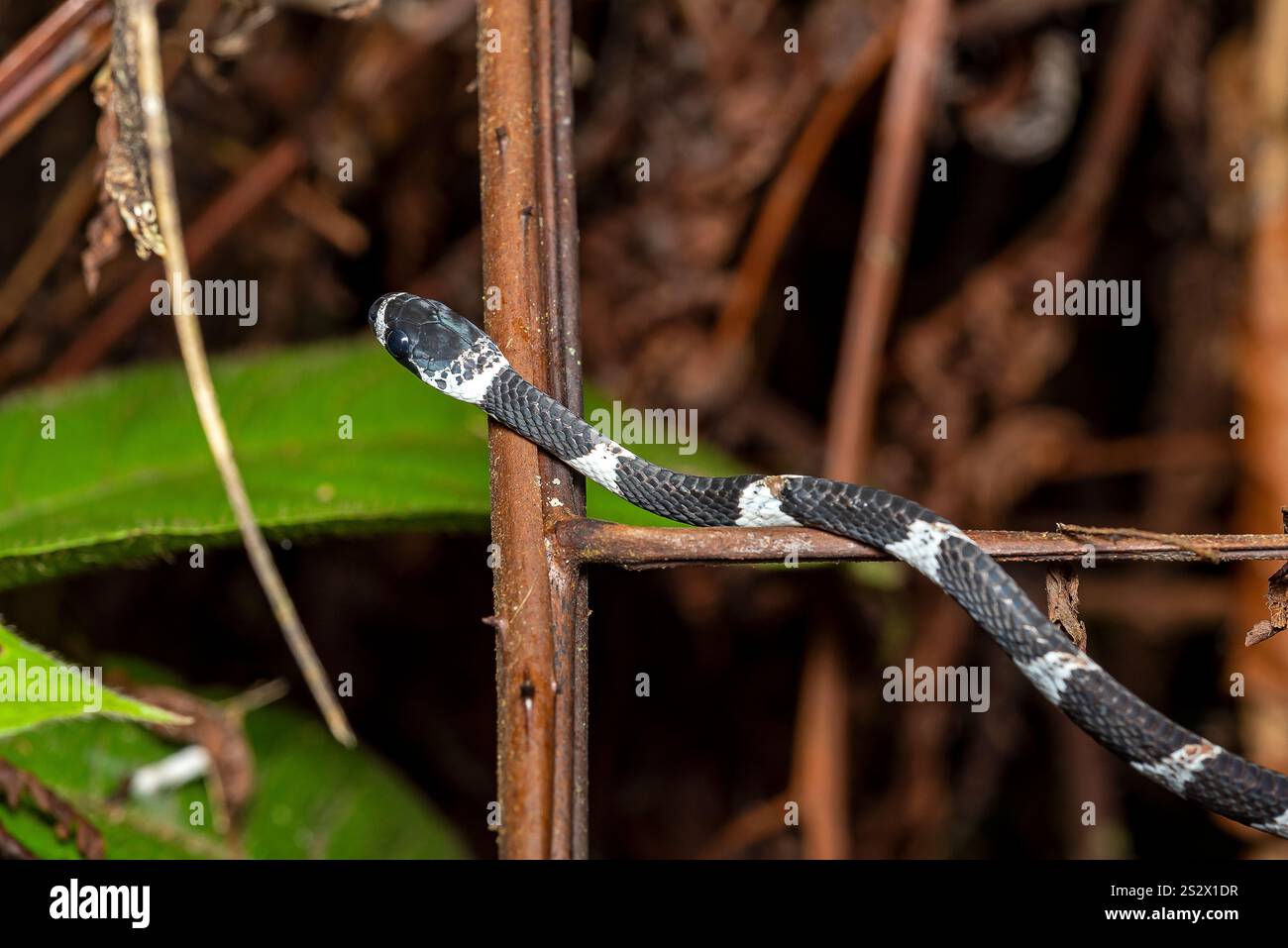 Un serpente alla notte nella giungla delle Amazonas. Mocagua, Puerto Nariño, Amazonas, Colombia Foto Stock