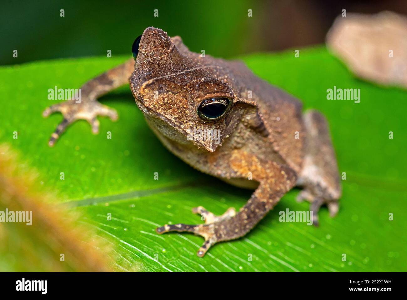Una rana velenosa nella notte nella giungla di Amazonas. Mocagua, Puerto Nariño, Amazonas, Colombia Foto Stock