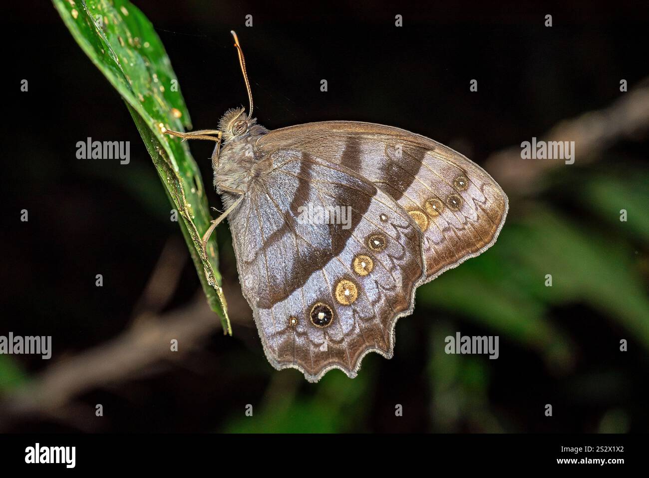 Una farfalla nella notte nella giungla di Amazonas. Mocagua, Puerto Nariño, Amazonas, Colombia Foto Stock