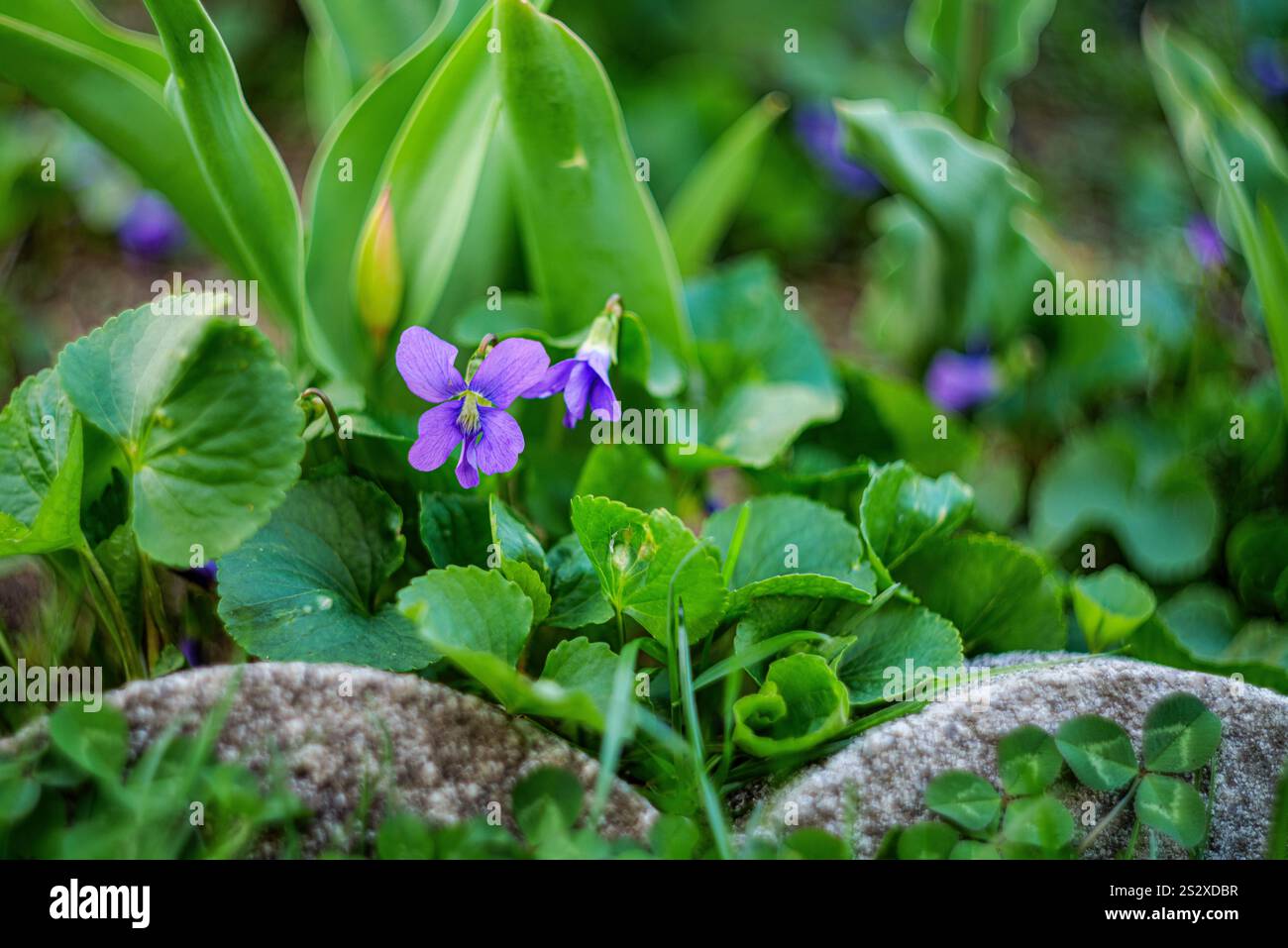 Fiori viola profumati tra l'erba verde all'inizio della primavera sul cortile posteriore. Fotografia macro. Foto Stock