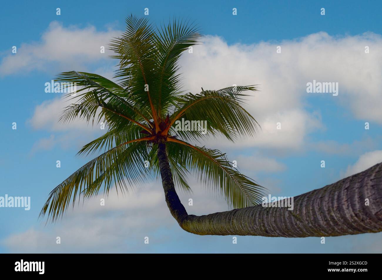 Palme - un senso di libertà, vacanza, isola, vita e magia naturale Foto Stock