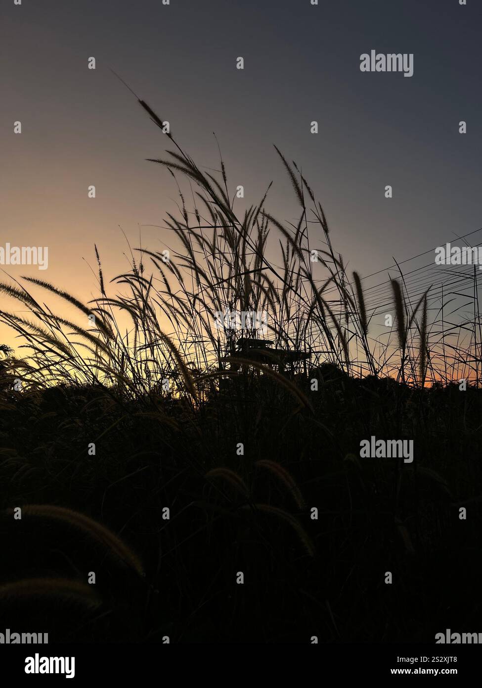 orecchie mature sullo sfondo del tramonto Foto Stock