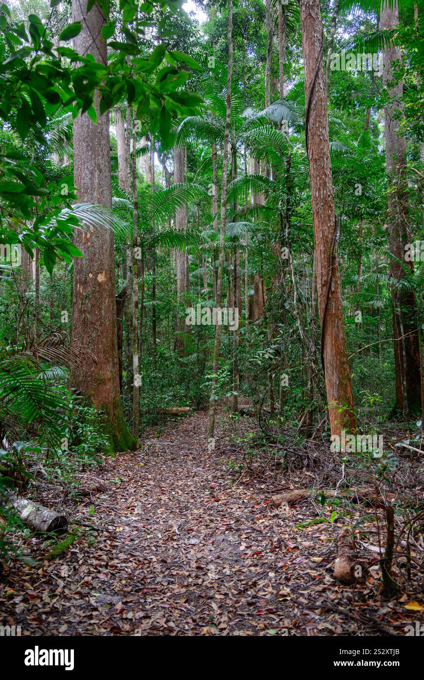 Passeggiata nel Bush di pile Valley, isola di K'gari Fraser, foresta pluviale degli alberi di Satinay, ritratto Foto Stock