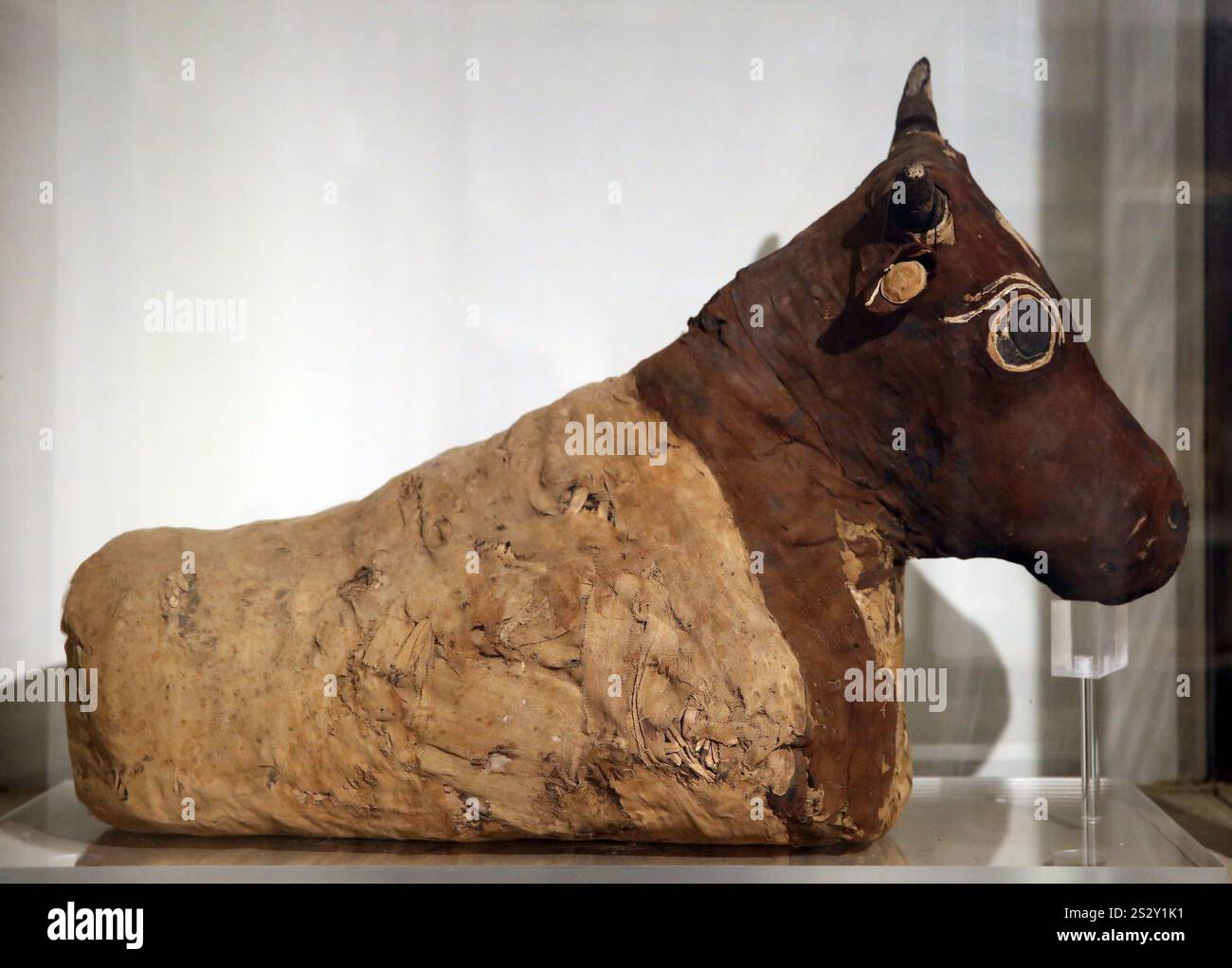 Mummia di bestiame. Animali biologici, fibre vegetali e lino. 722-30 B CE. Periodo tardivo-periodo tolemaico. Dimensioni: 26cmx48cmx66 cm. Egitto. Museo Egizio di Foto Stock