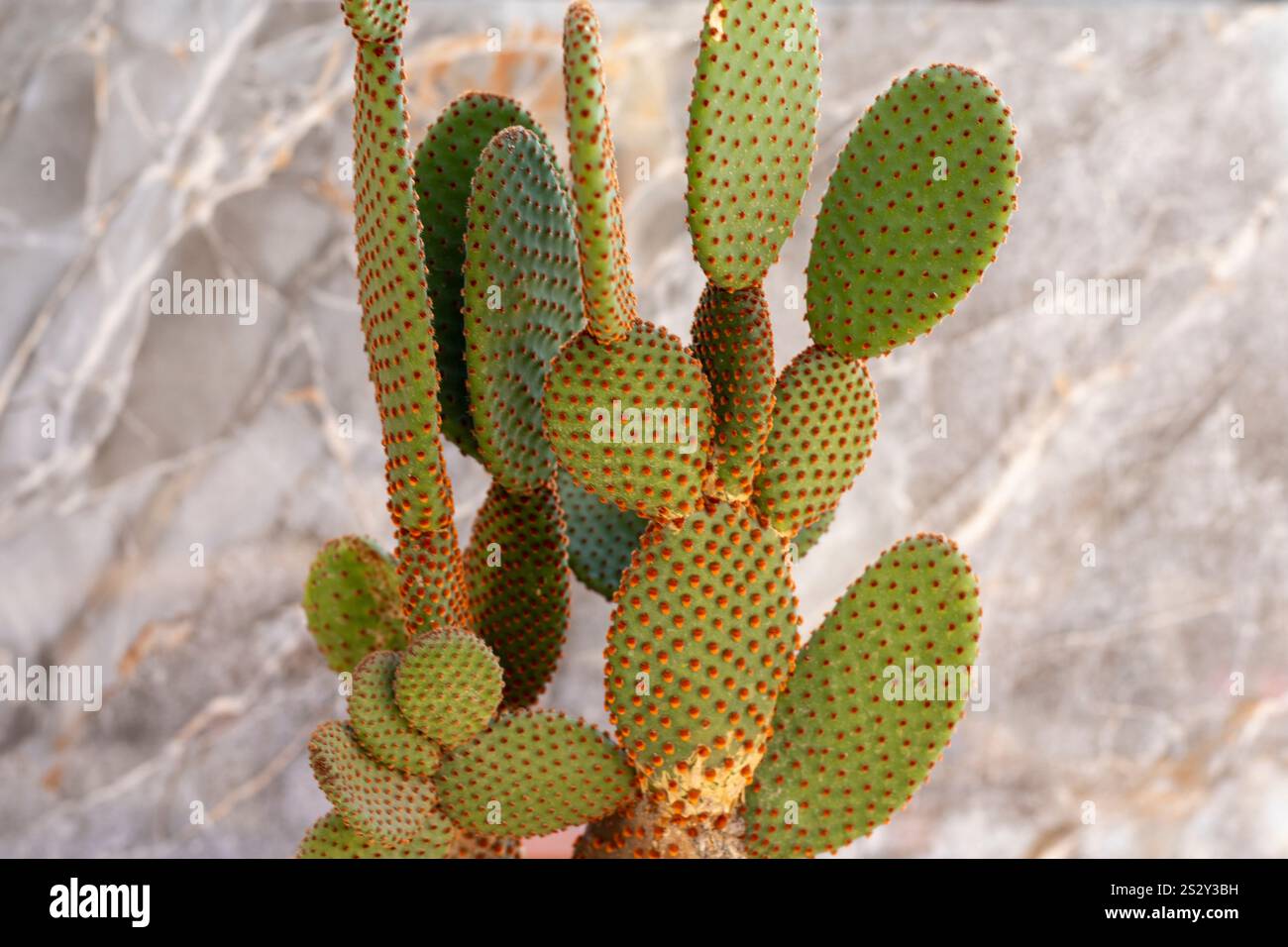 Primo piano di cactus opuntia microdasys con tamponi rossi appuntiti Foto Stock