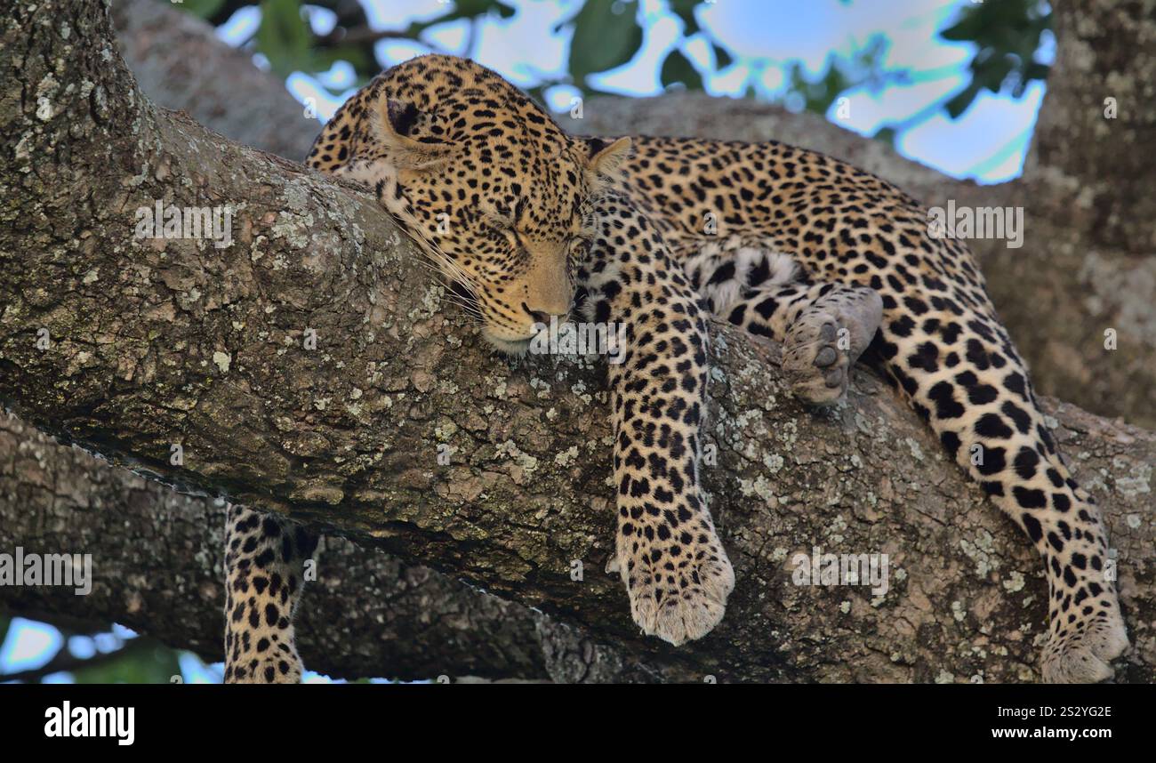 bellissimo leopardo che dorme sul ramo degli alberi con gli occhi chiusi gambe sdraiate nel selvaggio parco nazionale del serengeti, tanzania Foto Stock