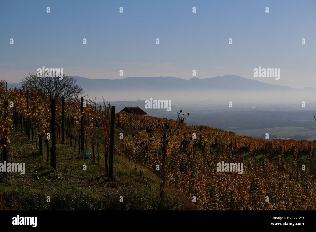 Vigneto di fronte a una valle nella nebbia e montagne all'orizzonte (Valle del Reno superiore e Foresta Nera, Germania) Foto Stock