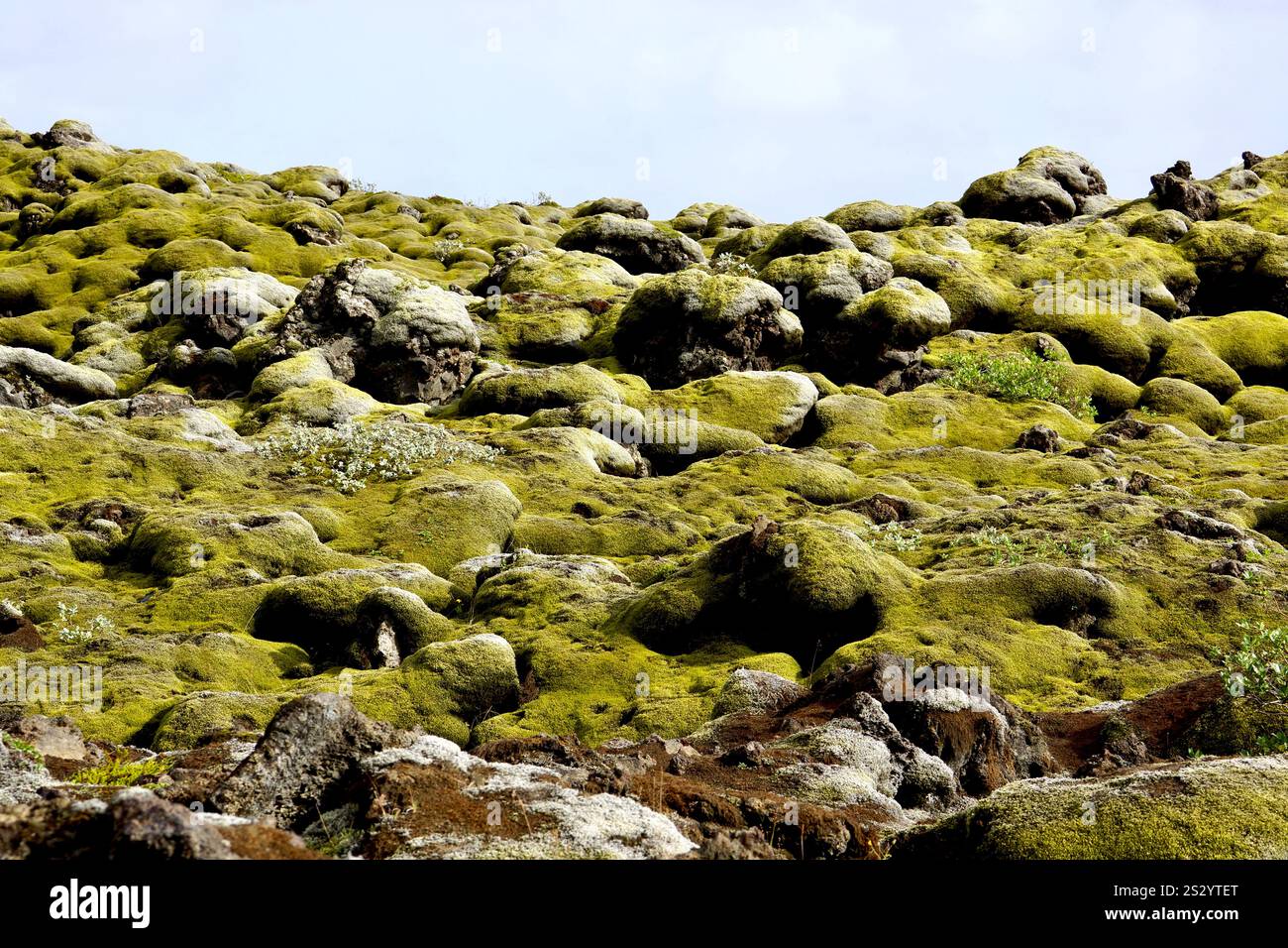 Campi di lava di Eldhraun, Islanda Foto Stock