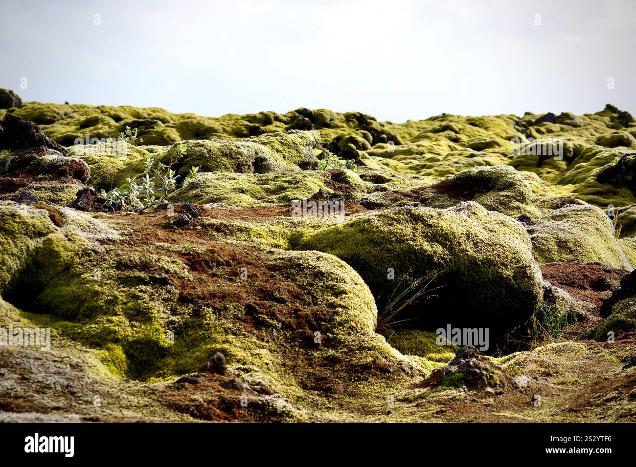 Campi di lava di Eldhraun, Islanda Foto Stock