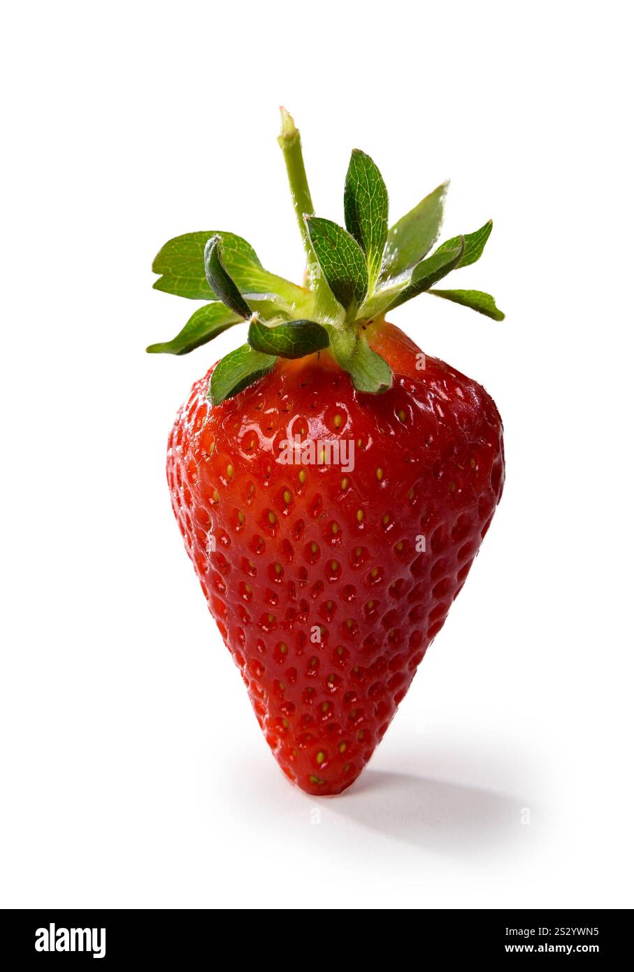 Fragola con opuscoli e petiole isolate su sfondo bianco Foto Stock