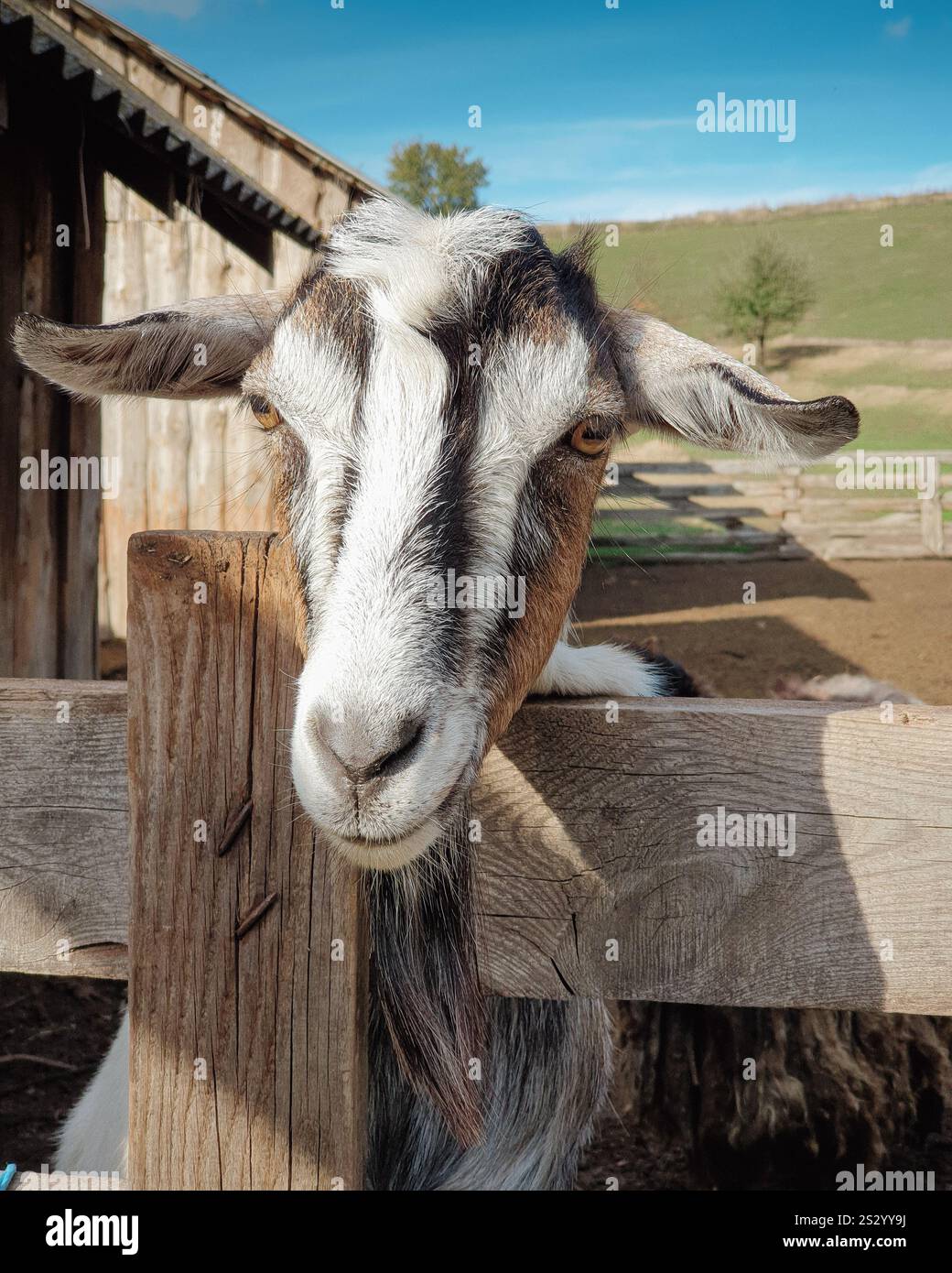 Ritratto di capra. Capra in fattoria, paesaggio di campagna sullo sfondo. Foto Stock