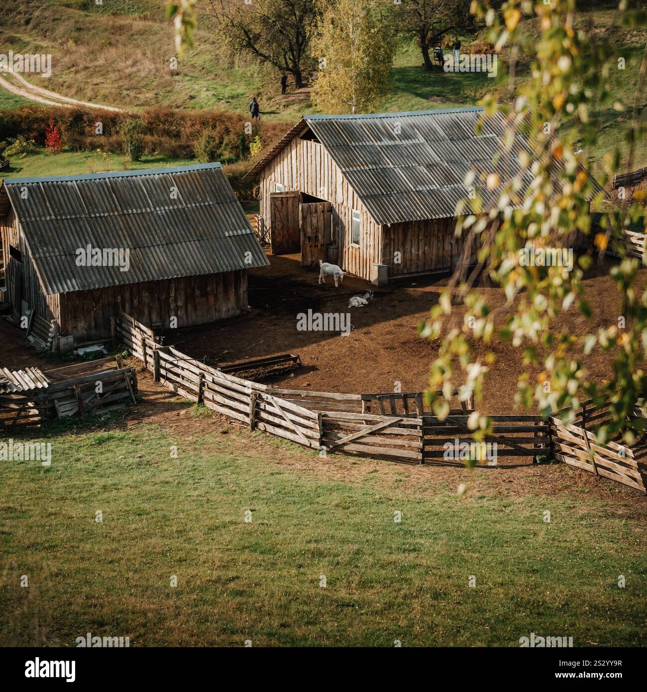 Casale in legno nella valle. Due fienili del villaggio circondati da recinzione, due capre all'esterno. Foto Stock