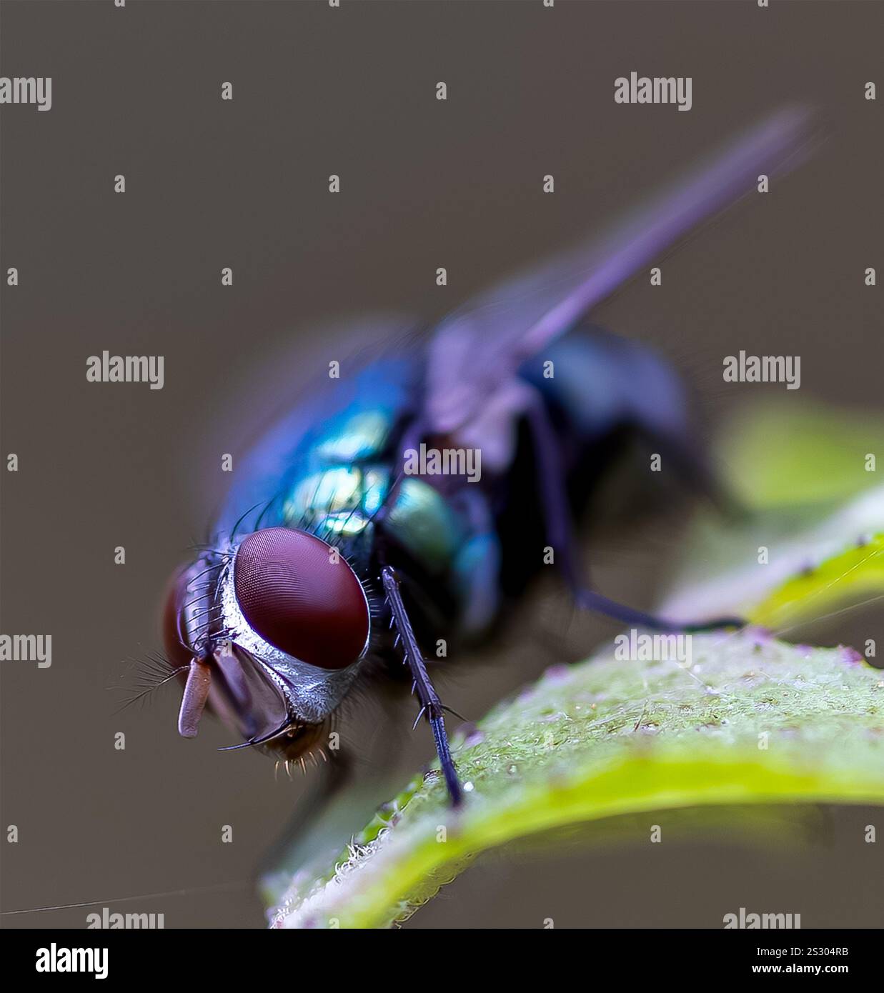 Foto macro di un volo colorato con messa a fuoco nitida sull'occhio intricato Foto Stock