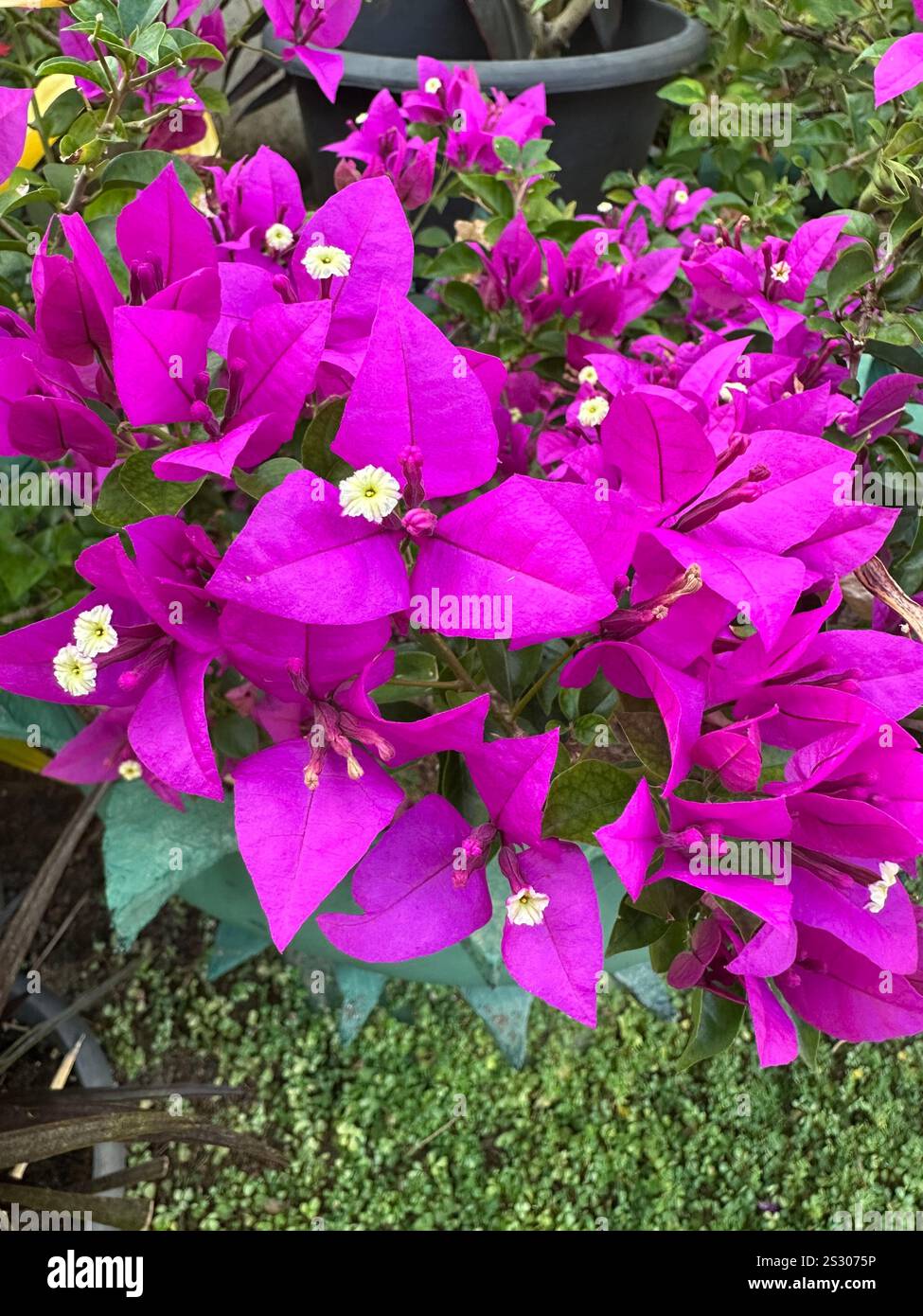 Fiore pianta - Immagine stock catturata con smartphone