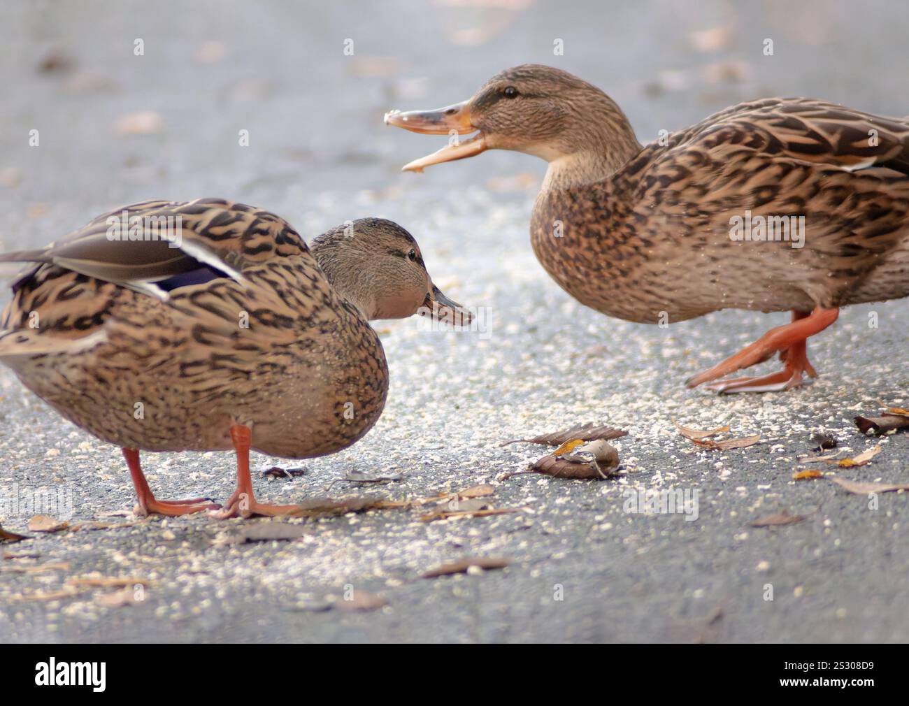 Due anatre mentre si forgia per il cibo a terra Foto Stock