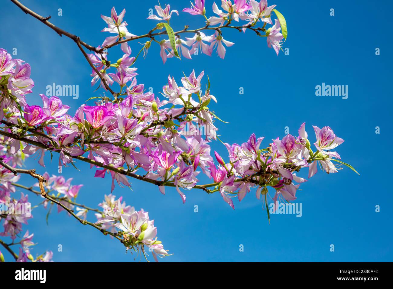 Fiore rosa Bauhinia in fiore, albero Orchidea viola ravvicinato o Bauhinia viola (Bauhinia purpurea L.) Foto Stock