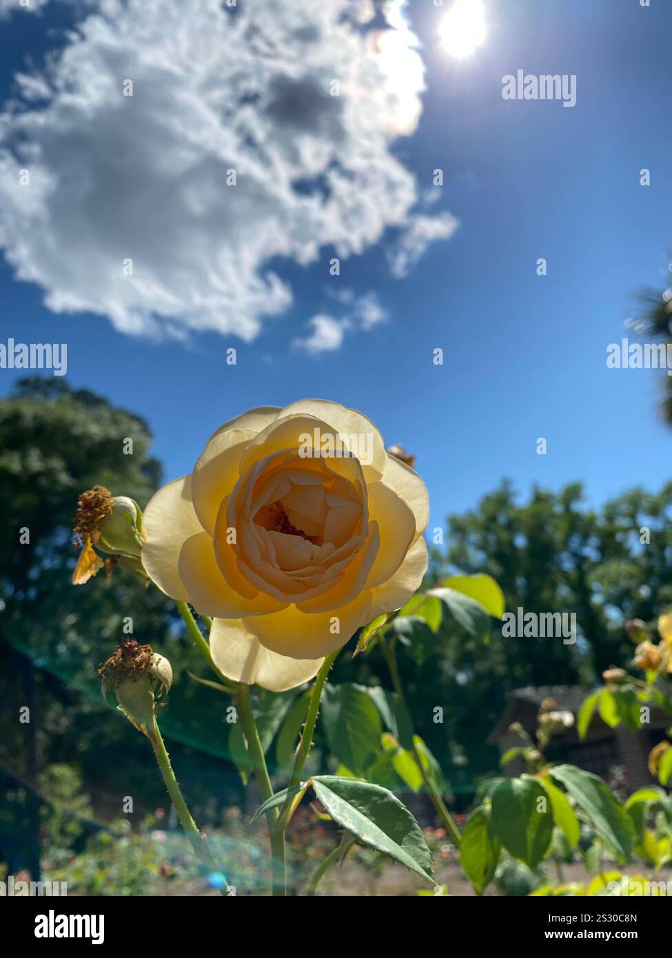 Rosa gialla contro il cielo blu - Immagine stock catturata con smartphone