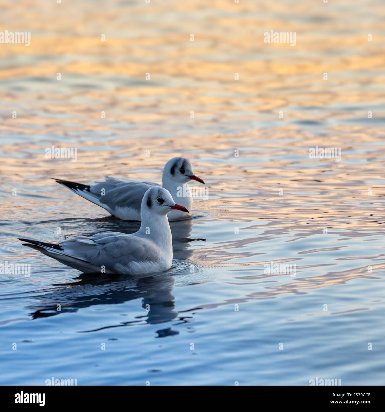 Due gabbiani con testa a lama sull'acqua colorata Foto Stock