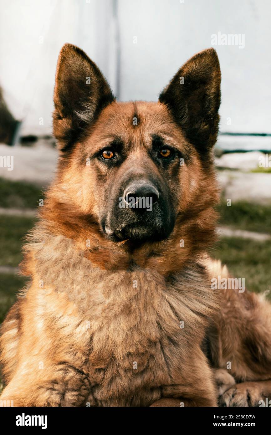 Un primo piano di un pastore tedesco sdraiato, che mostra il suo comportamento calmo e le caratteristiche distintive Foto Stock