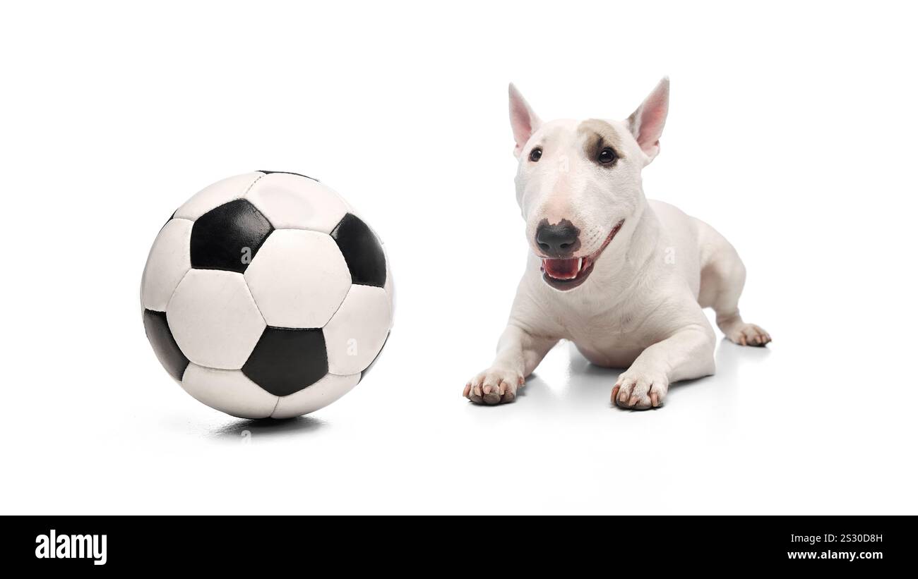 White miniature Bull Terrier si trova con una palla da calcio giocosa e felice accanto al cane. su sfondo bianco dello studio. Foto Stock