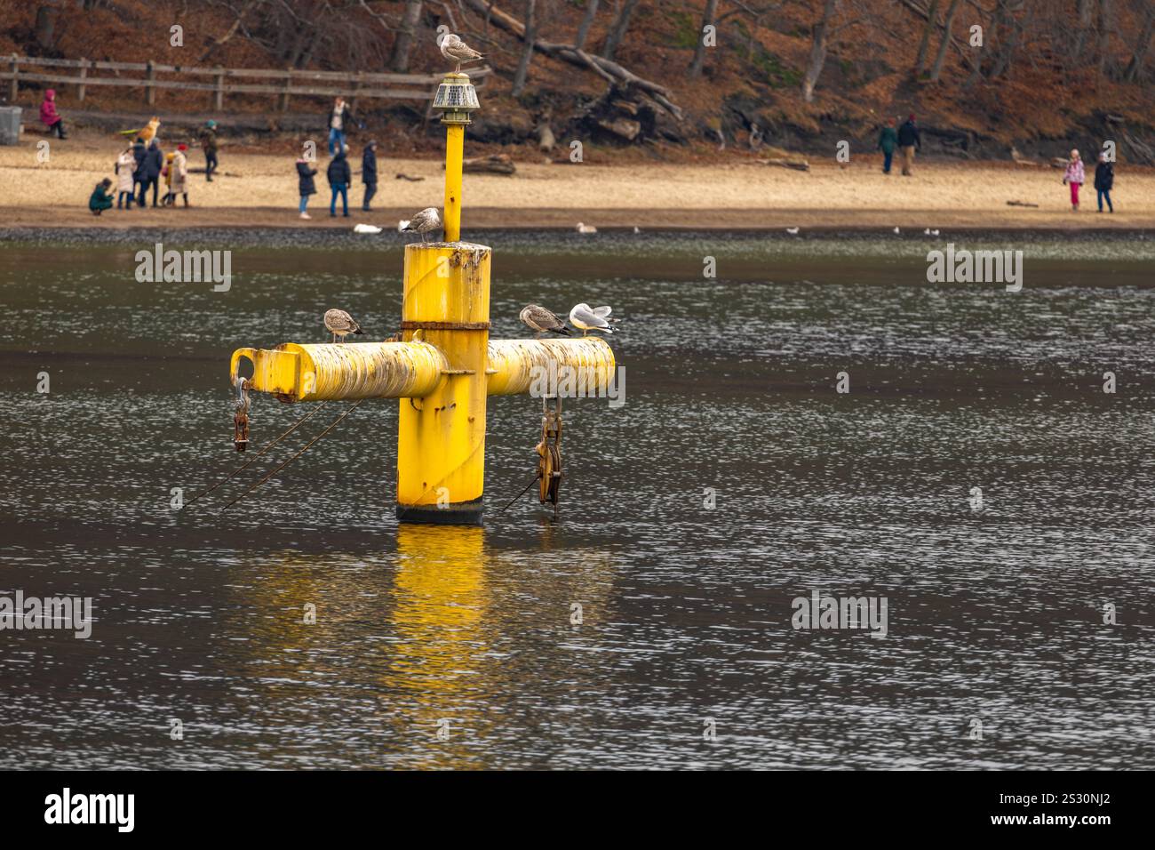 Gdynia Orlowo, attrazioni turistiche a Tricity in Pomerania, uccelli nel mezzo del Mar Baltico Foto Stock