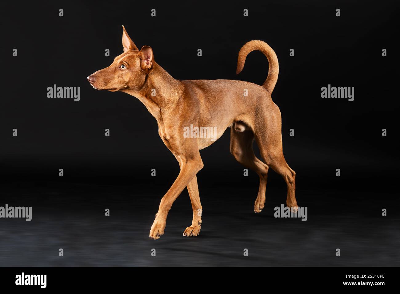Ritratto di un podenco delle canarie: Il tipico cane delle Isole Canarie, utilizzato per la caccia alla lepre. Molte associazioni salvano questi cani, spesso maltrattati. Foto Stock