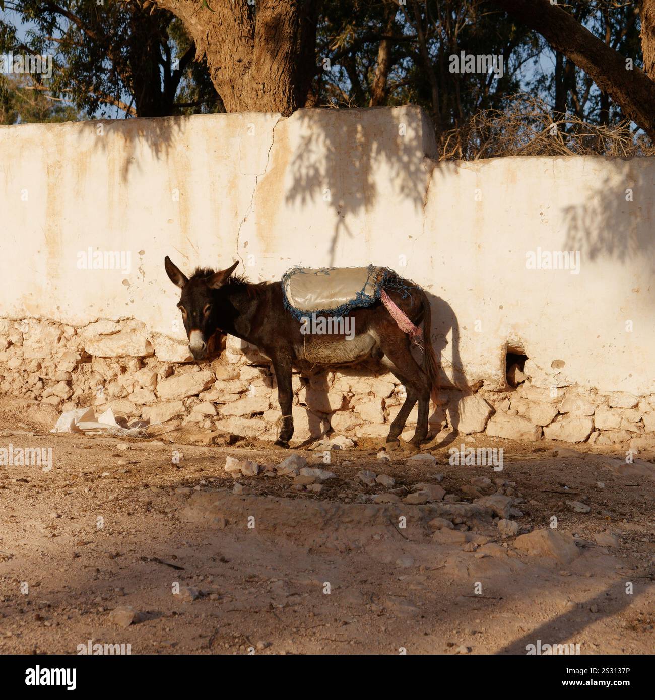 L'asino si erge accanto a un muro all'ombra nella città di Souk Larbaa Aguerd (che significa mercato del mercoledì) in Marocco. Gennaio 2025 Foto Stock