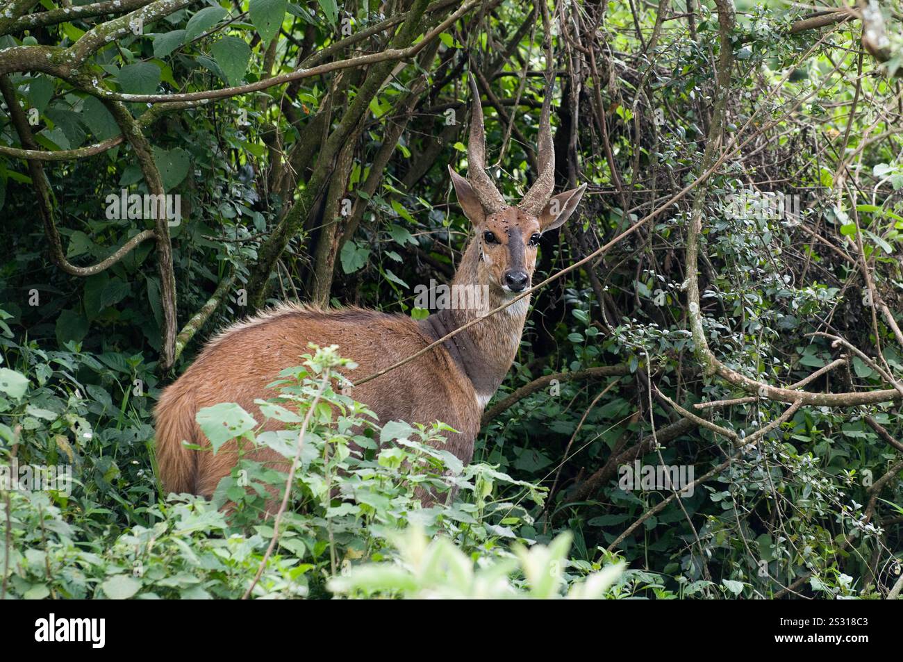 Bushbuck settentrionale (Tragelaphus scriptus) da Aberdare, Kenya. Foto Stock