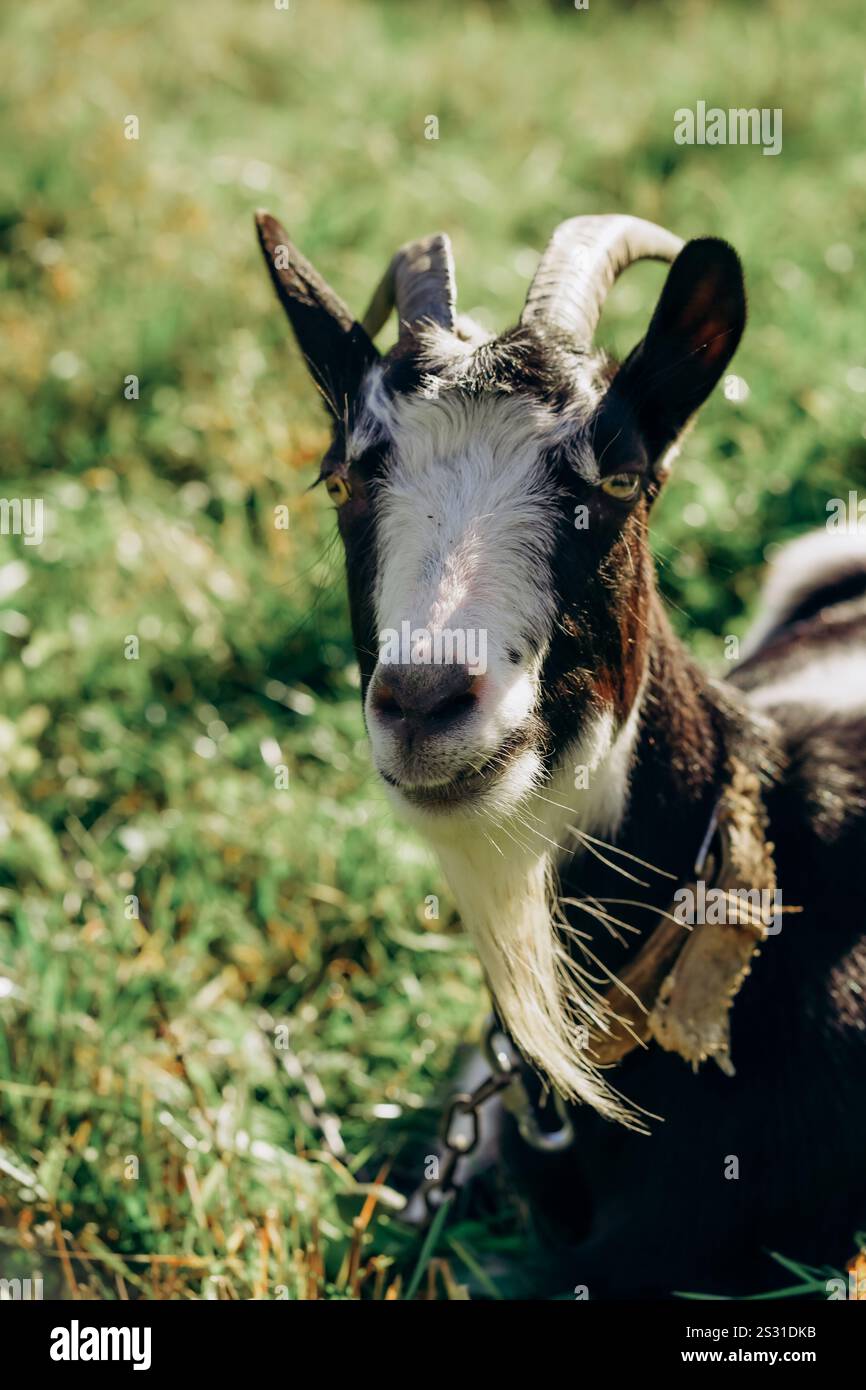 Un ritratto ravvicinato di una capra bianca e nera con corna curve e colletto in pelle, che riposa in un campo verde soleggiato Foto Stock