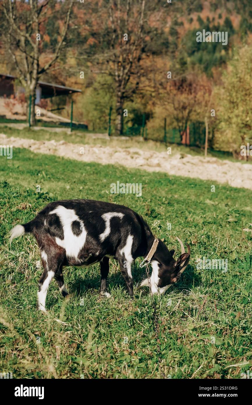 Una capra bianca e nera pascolava su una lussureggiante erba verde in una tranquilla zona rurale, circondata da alberi autunnali e da un paesaggio rustico. Foto Stock