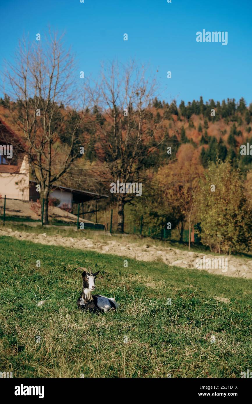 Una capra calma si rilassa in un campo autunnale illuminato dal sole circondato da alberi e case rurali. I colori vivaci dell'autunno aggiungono calore a questa tranquilla campagna Foto Stock