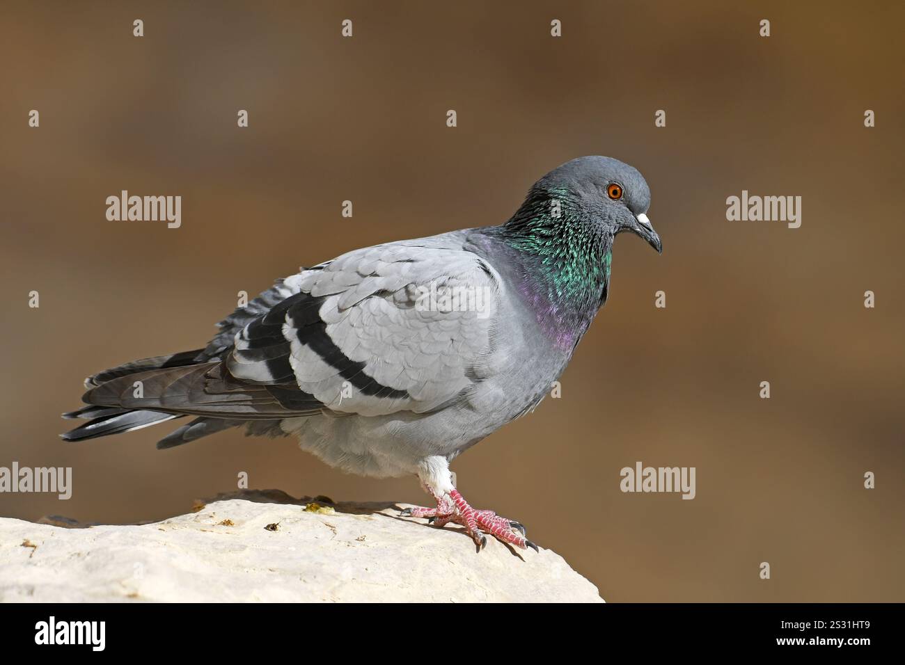 Piccione di roccia, colomba di roccia, piccione comune, Columba livia Foto Stock