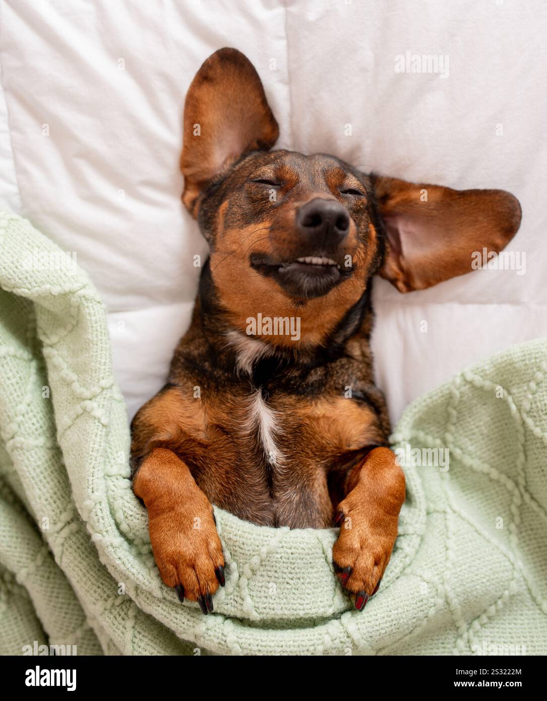 Il dachshund si è accoccolato e dormiva nel letto umano. Foto Stock