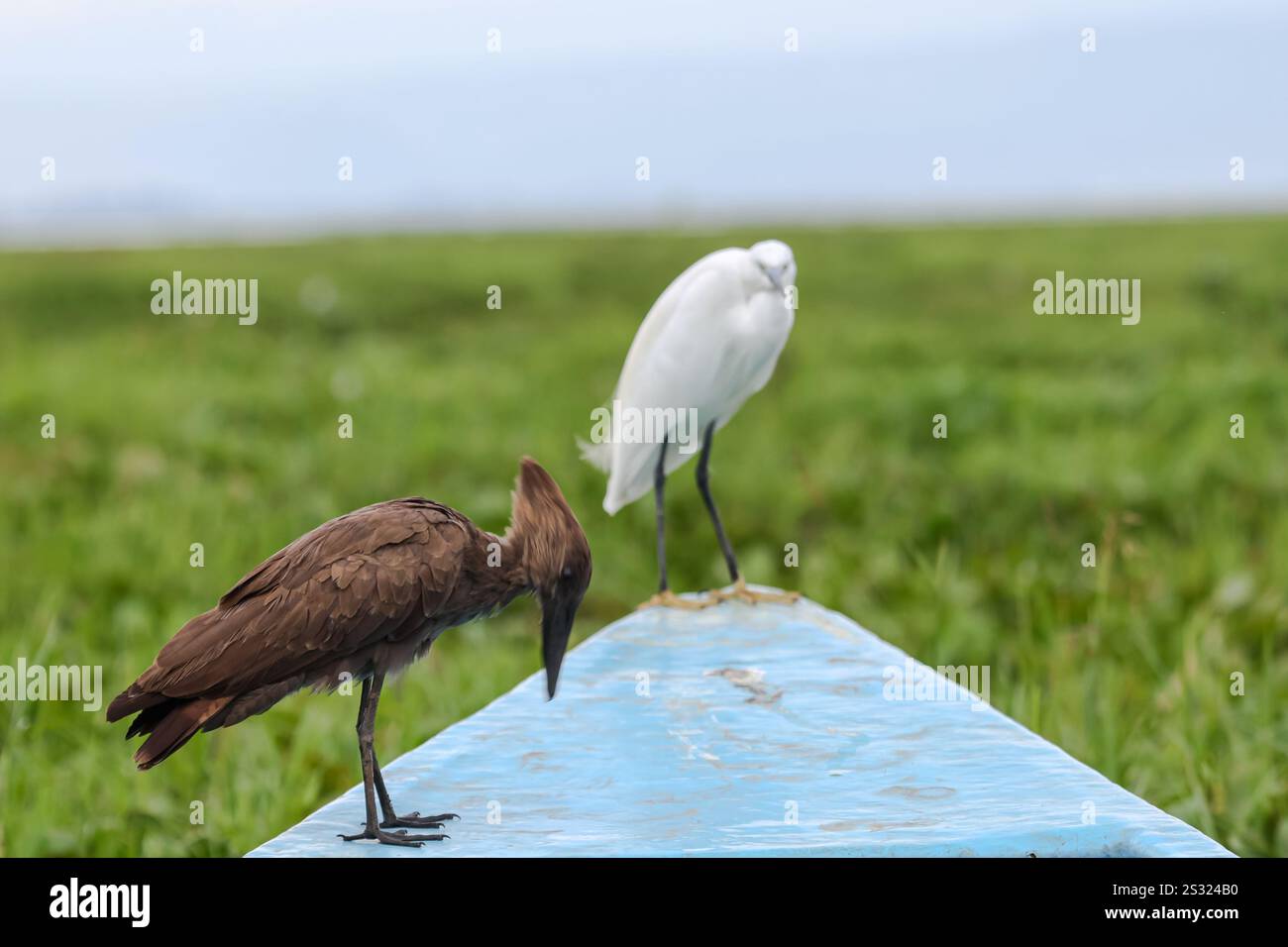 20 dicembre 2024, Nakuru, Kenya: Un Hamerkop (L) e una piccola neve bianca con un becco scuro snello, gambe nere e piedi giallastri Little Egret (C) su una barca abbandonata coperta di Giacinto d'acqua. Il lago Naivasha attrae una varietà di animali che includono bufali, antilopi, giraffe, facoceri e scimmie, e quasi certamente potrai avvistare ippopotami pigramente guardando le procedure dall'acqua fredda. Il lago ospita anche una varietà di uccelli; più di 400 specie sono state registrate qui. Molti possono essere avvistati lungo il litorale â€“, dai pellicani e aquile di pesce ai tessitori e alla parula Foto Stock