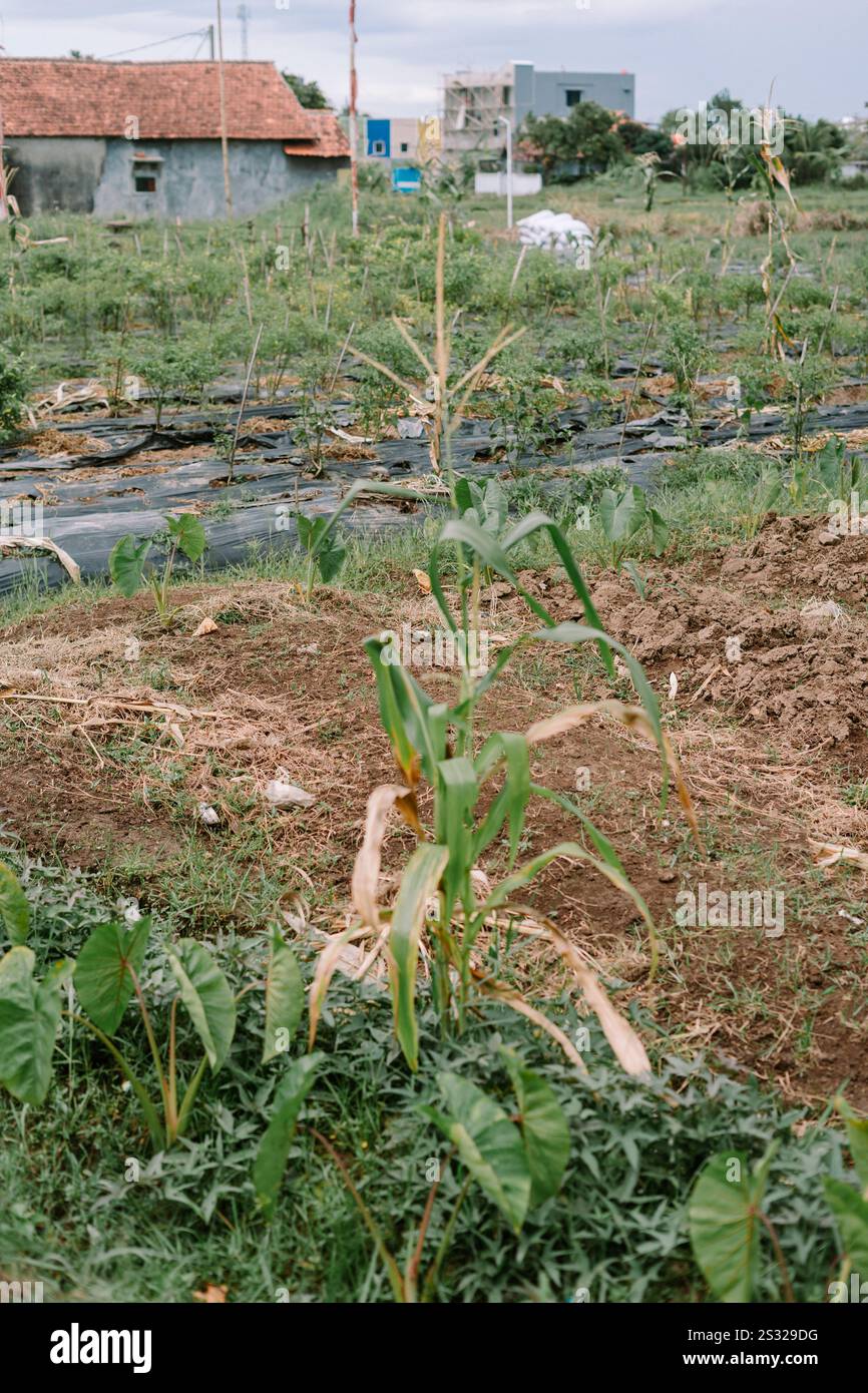 Un'unica pianta di granturco alta, che mostra le sue foglie verdi e la pannocchia in via di sviluppo, simboleggiando la crescita agricola. Foto Stock