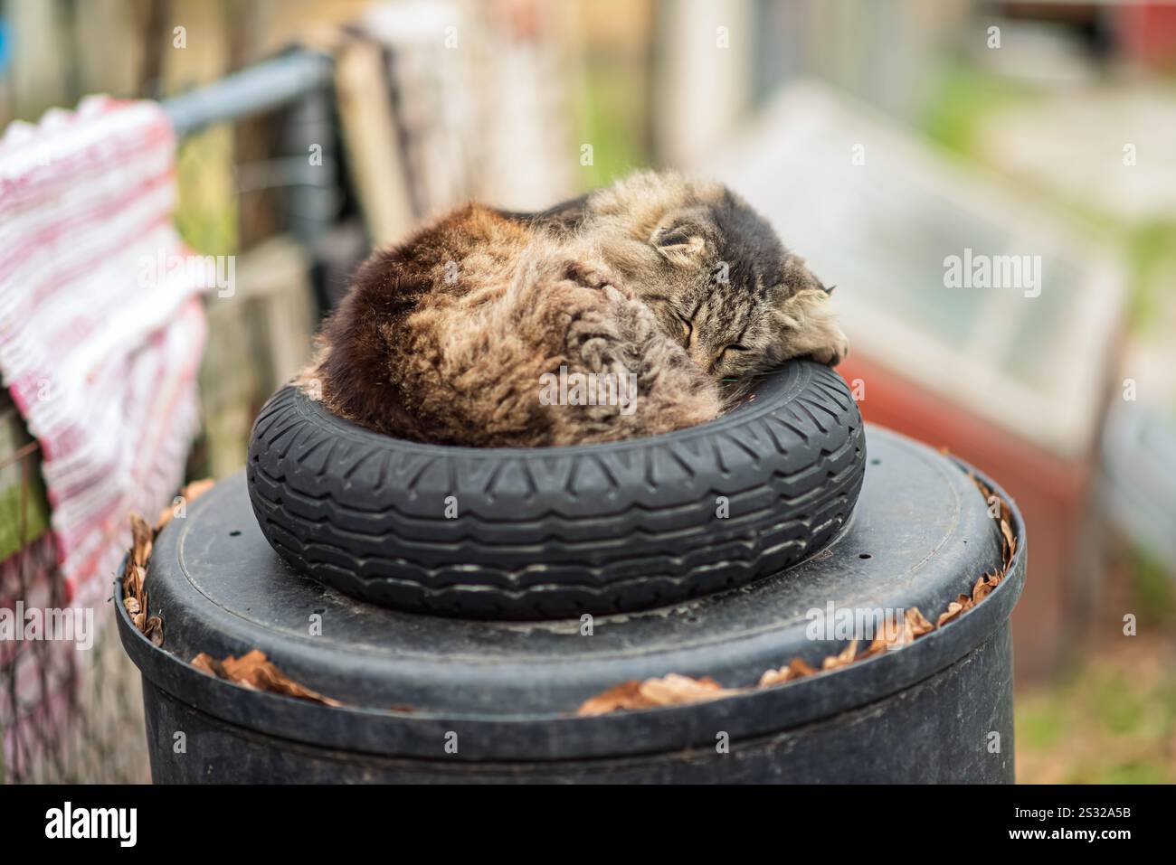 Un gatto si è rannicchiato, suona addormentato nella cavità di una ruota della carriola, godendo di un luogo di riposo unico e accogliente. Foto Stock