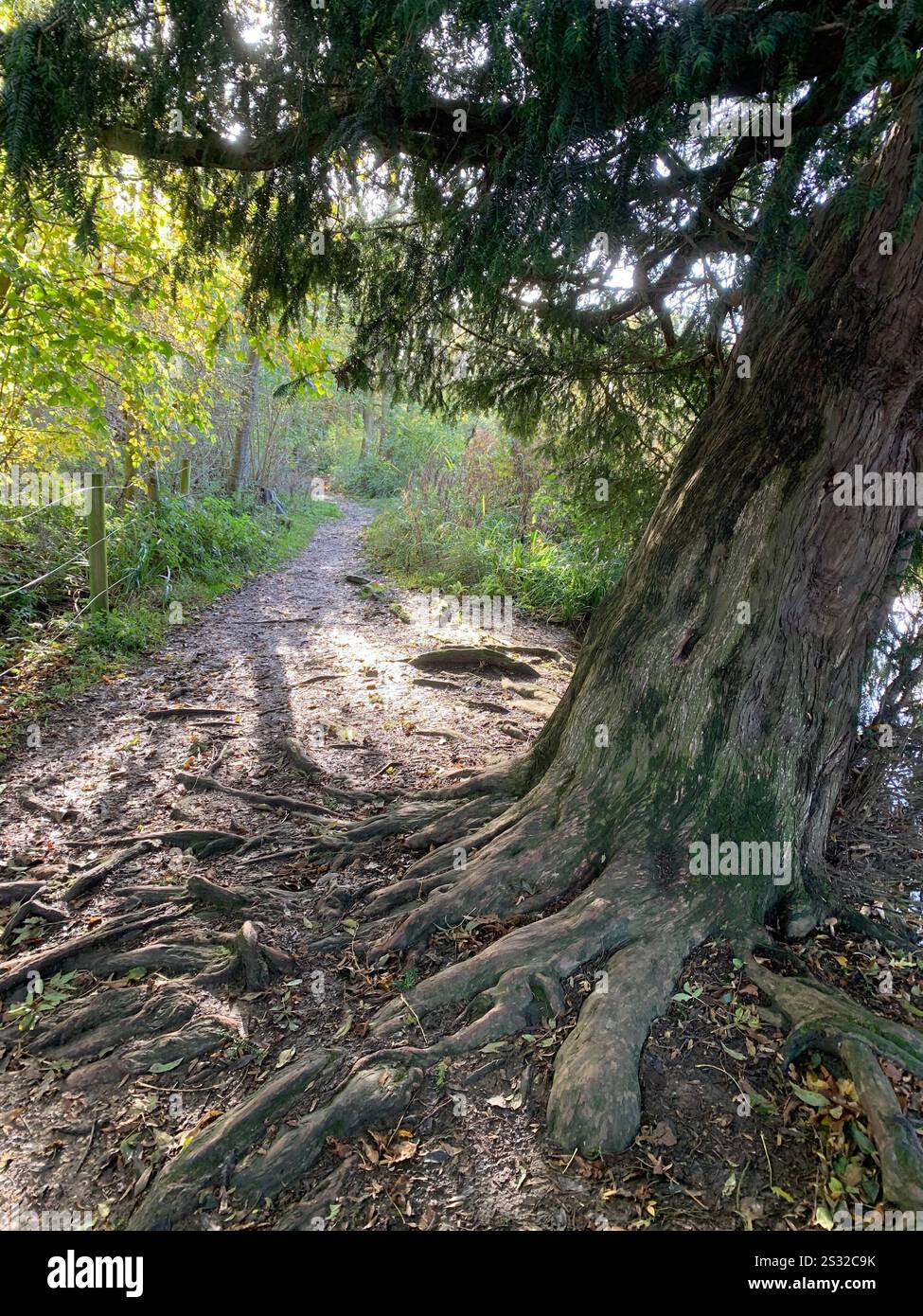Un percorso che passa accanto a un albero con radici esposte attraverso la foresta di Hatfield nell'Essex - Immagine stock catturata con smartphone