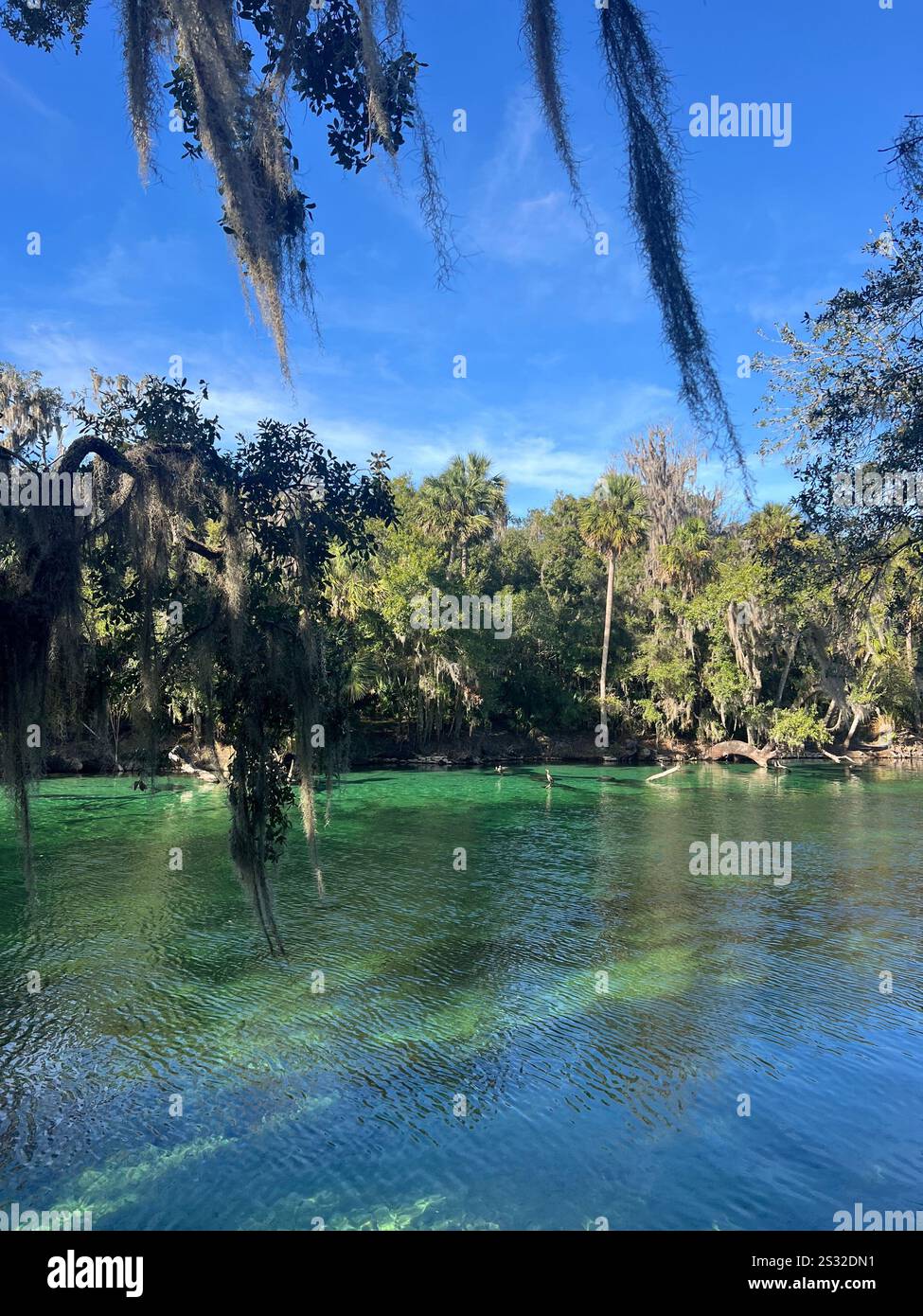 Splendida oasi di lamantini blu e verde in Florida - Immagine stock catturata con smartphone