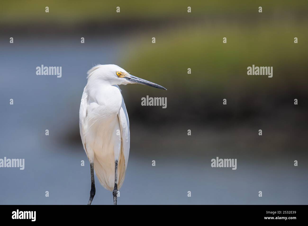 Primo piano di un'egretta bianca innevata in piedi Foto Stock Primo piano di un'egretta bianca innevata in piedi Foto Stock