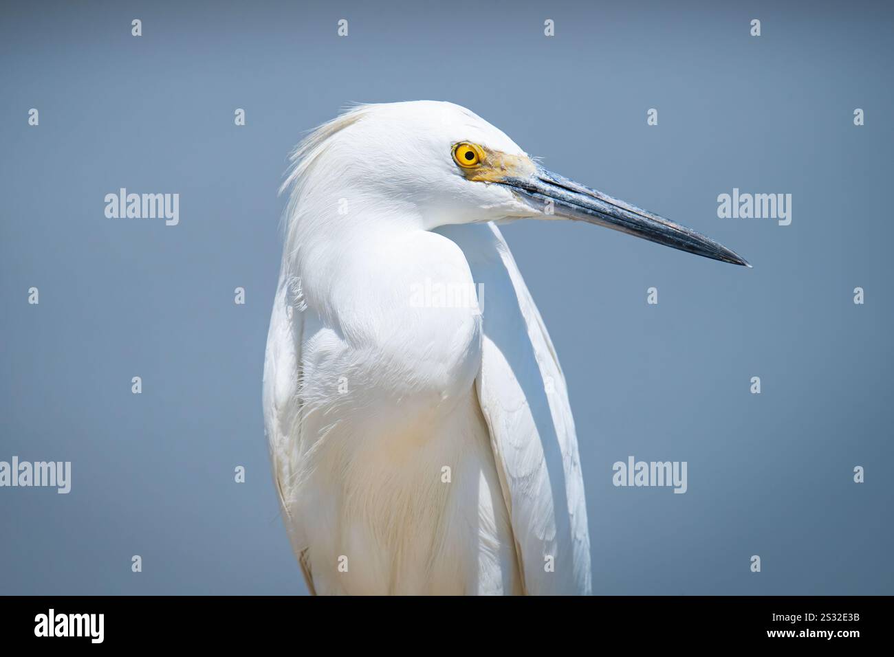 Ritratto ravvicinato di un'egretta bianca innevata Foto Stock Ritratto ravvicinato di un'egretta bianca innevata Foto Stock