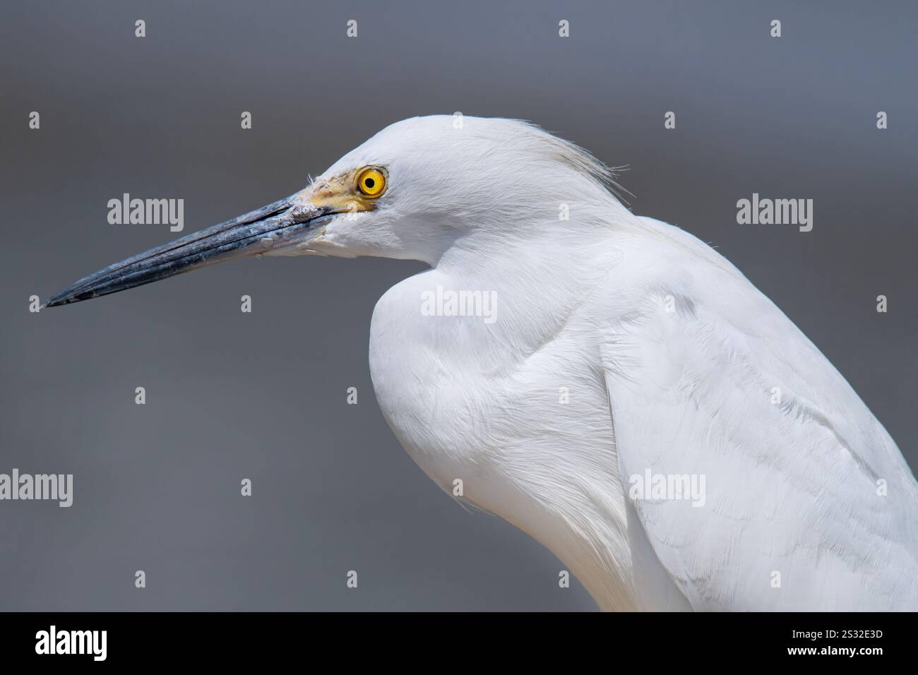 Ritratto ravvicinato di un'egretta bianca innevata Foto Stock Ritratto ravvicinato di un'egretta bianca innevata Foto Stock