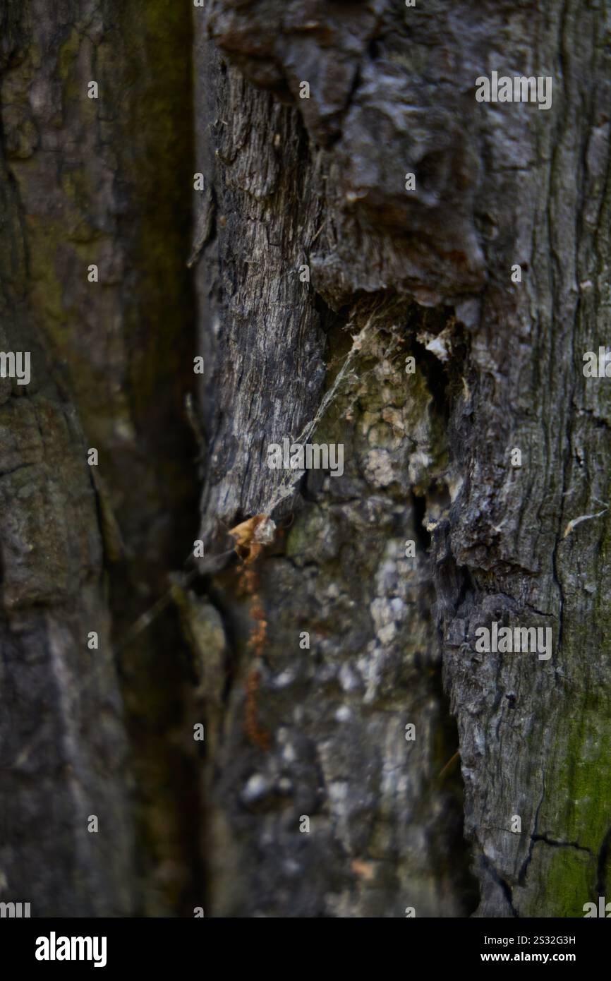 Splendido e strutturato primo piano della corteccia degli alberi, ottimo per la fotografia naturalistica e paesaggistica Foto Stock
