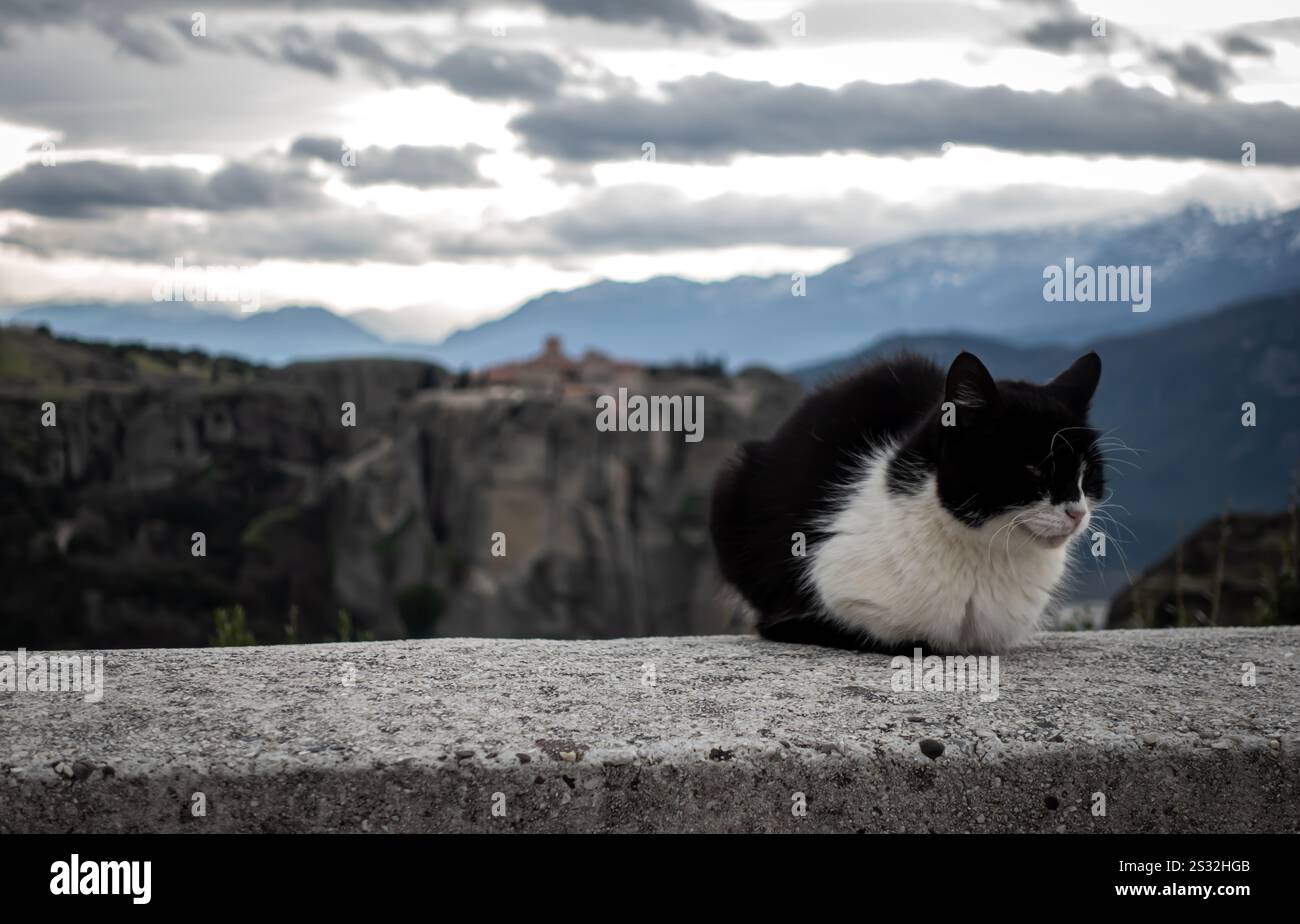 Un gatto bianco e nero, che mostra i suoi sorprendenti motivi di pelliccia, è comodamente arroccato su una sporgenza con splendide montagne visibili sullo sfondo Foto Stock