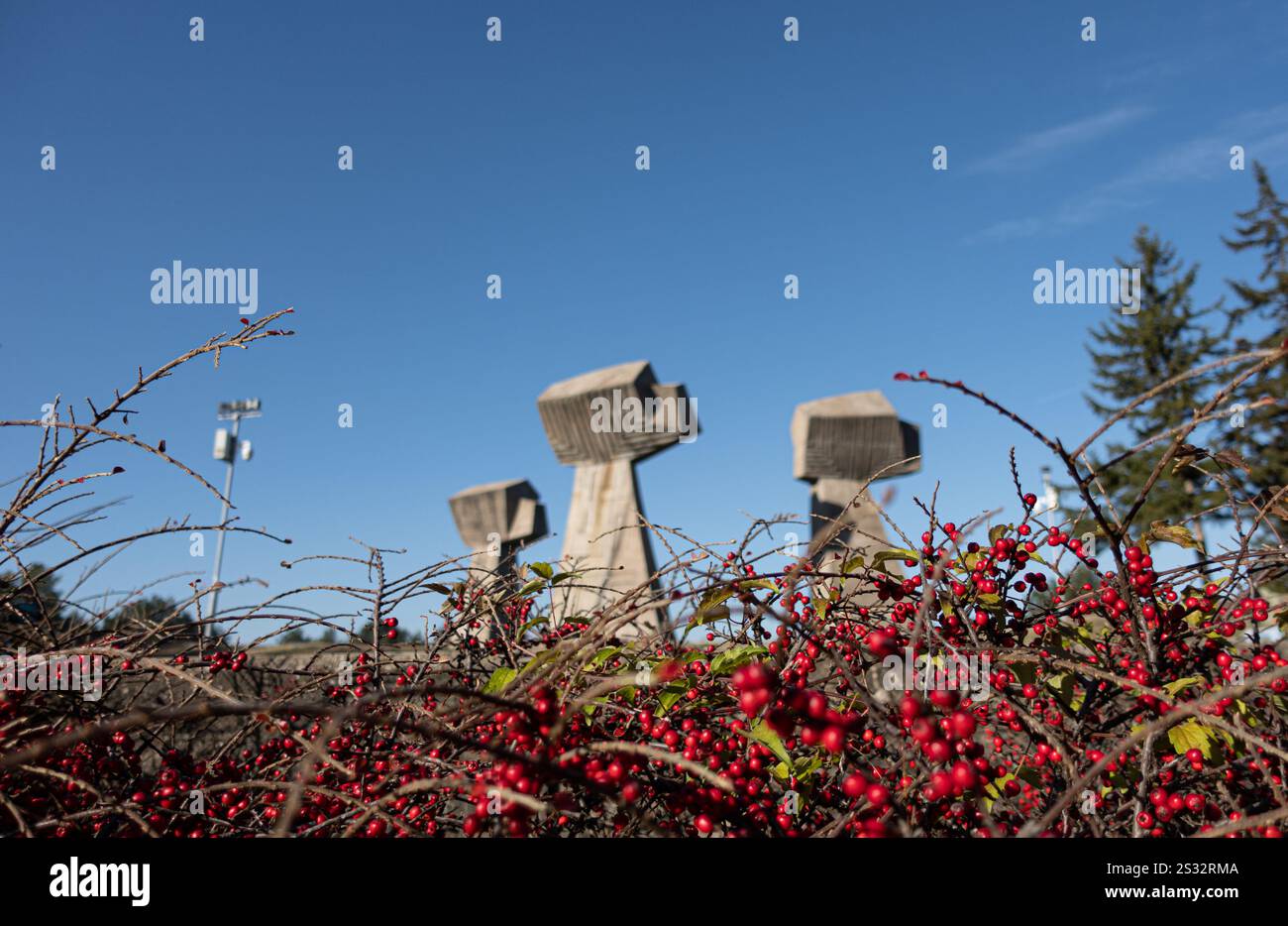 Nella scena raffigurata, c'è un cespuglio adornato con frutti di bosco rossi brillanti, e una statua può essere vista sullo sfondo aggiungendo ulteriore interesse visivo Foto Stock