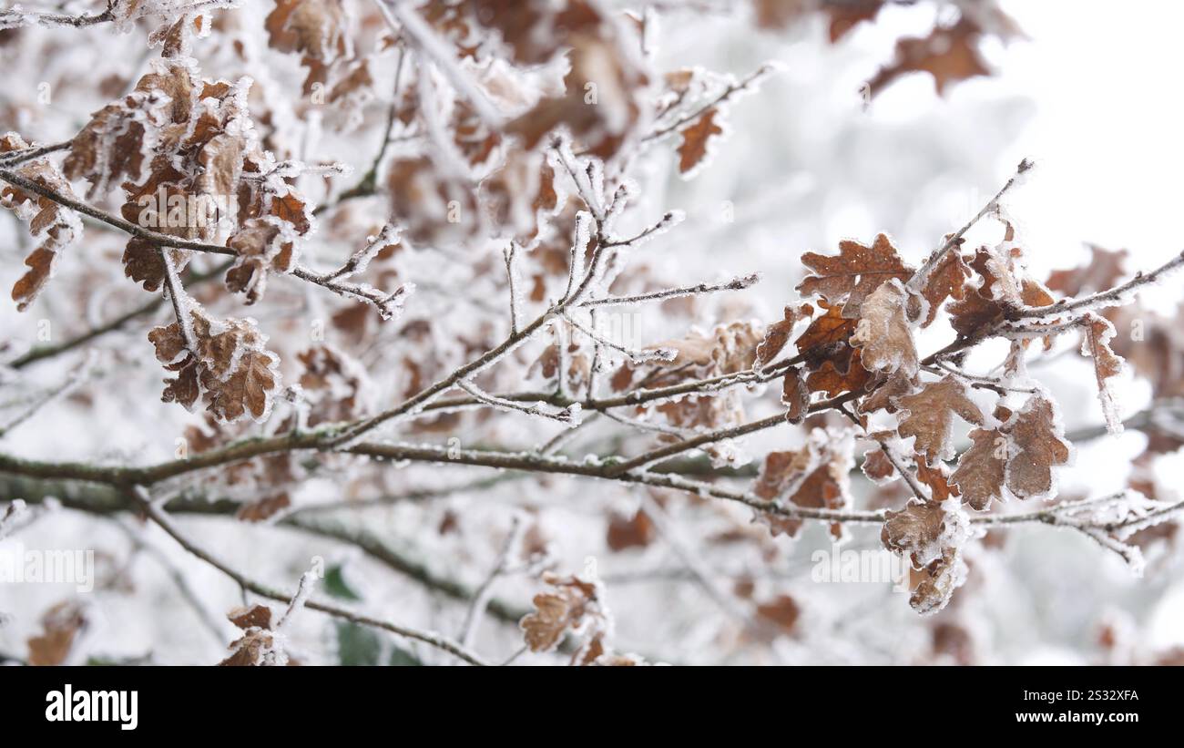 Ramoscelli ricoperti di parrucchiere d'inverno. Foto Stock