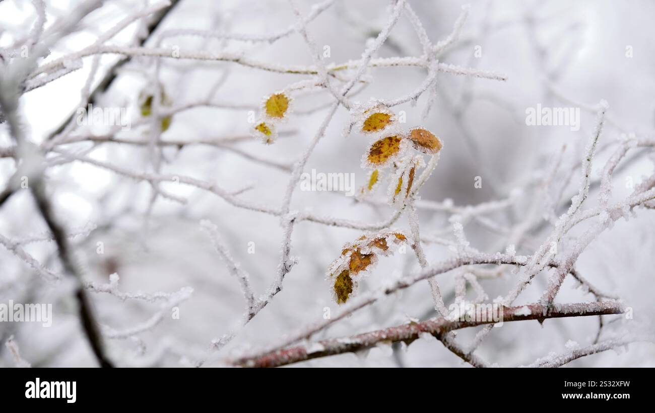 Foglie autunnali ricoperte di gelo in inverno. Foto Stock